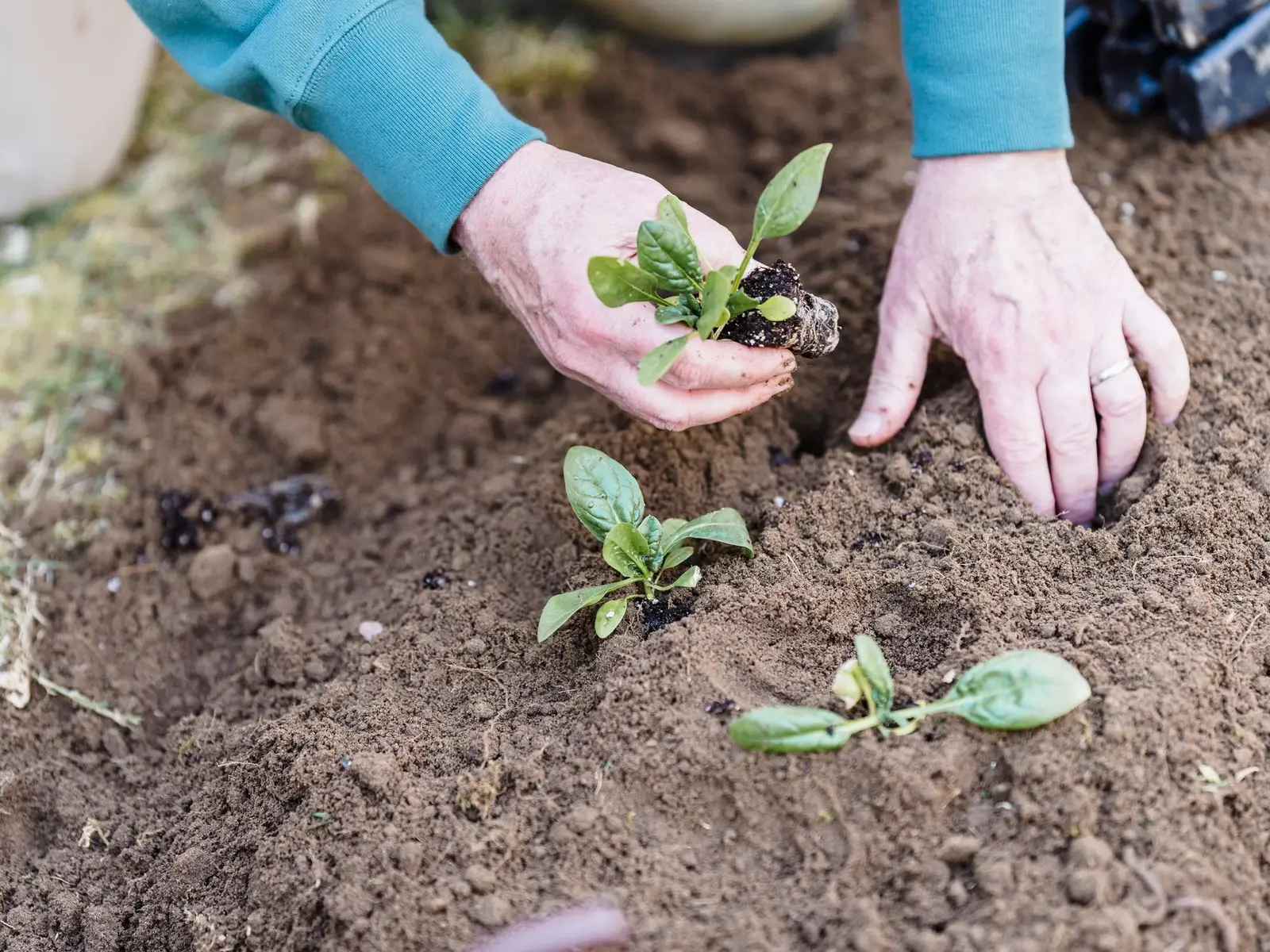 Hands planting a green seedling in garden soil.